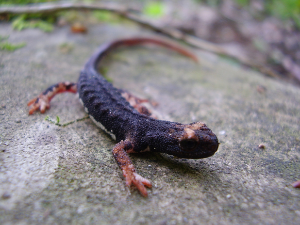 Salamandrina perspicillata