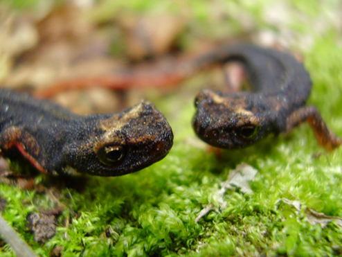 Salamandrina perspicillata
