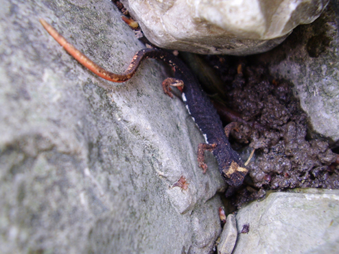 Salamandrina perspicillata