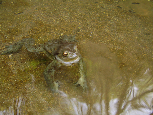 Salamandrina perspicillata