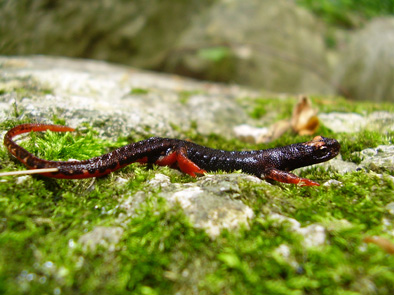 Salamandrina perspicillata