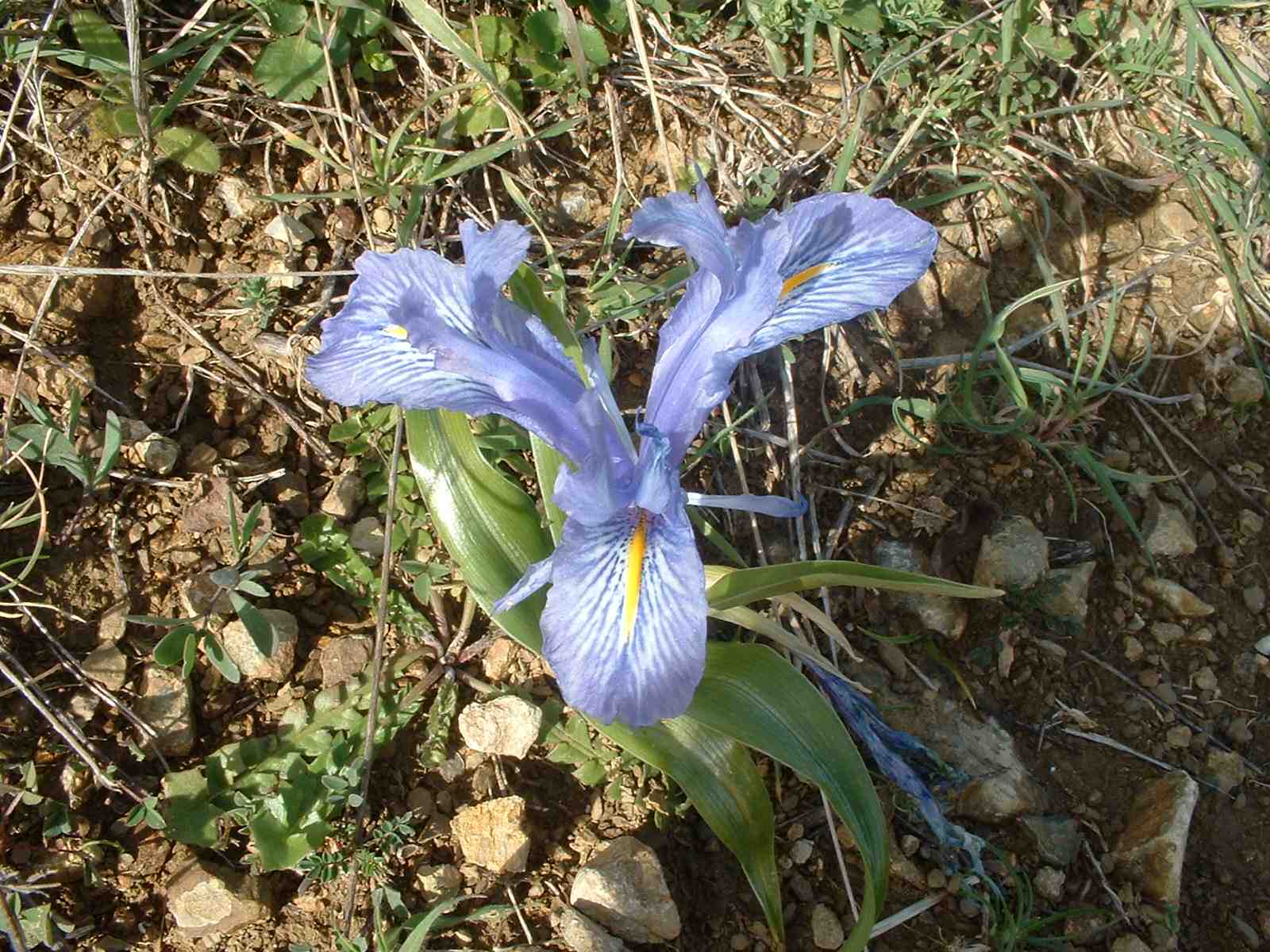 Iris planifolia / Giaggiolo bulboso