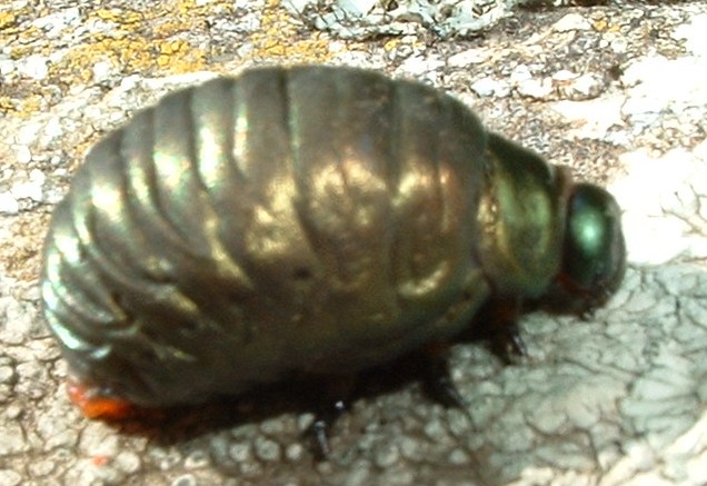 Larva di Timarcha sp.