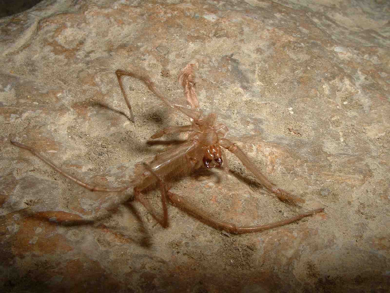 Ragno o exuvia? )Exuvia di Tegenaria sp.)