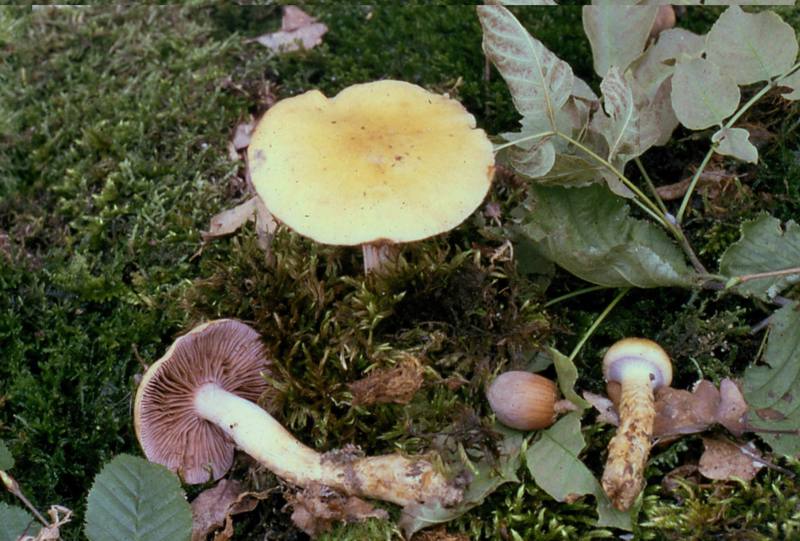 Cortinarius trivialis