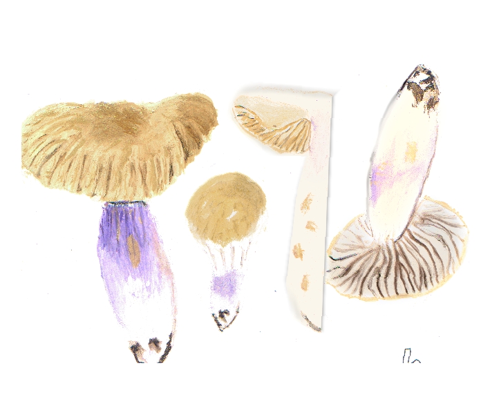 Cortinarius mucosus