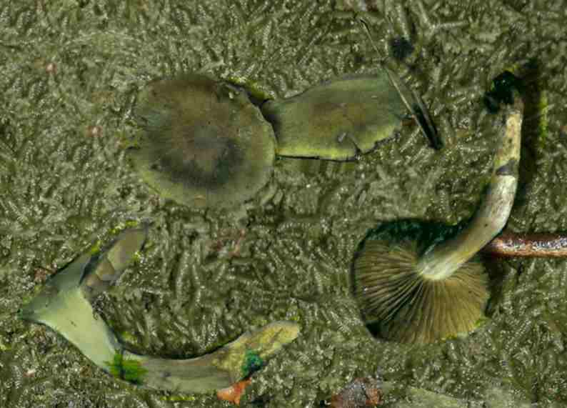 Cortinarius trivialis