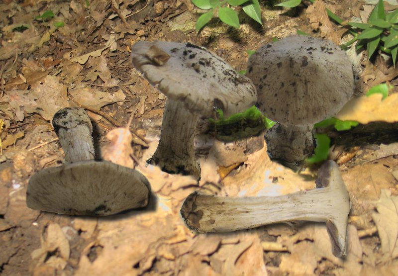 Cortinarius subhygrophanicus