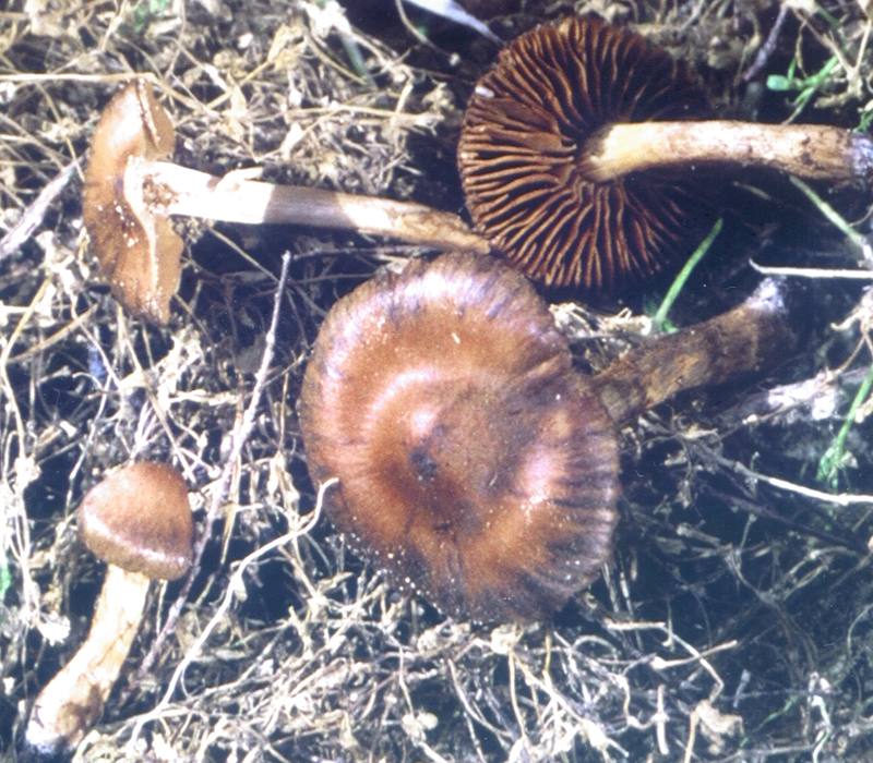 Cortinarius inexpectatus Brandrud