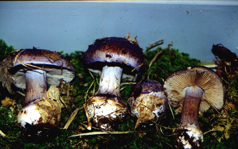 Cortinarius moenne-loccozii
