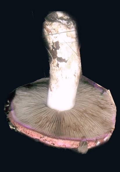 Cortinarius balteatocumatilis var. laetus