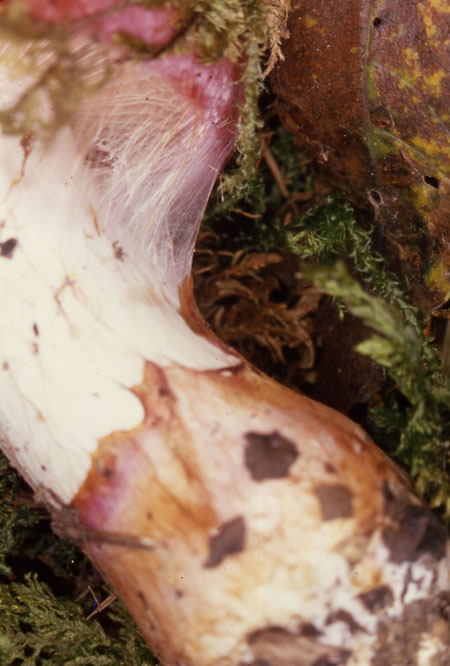 Cortinarius balteatocumatilis var. laetus