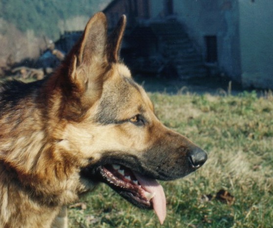 Qui ci sono troppi gatti, apriamo una discussione cani