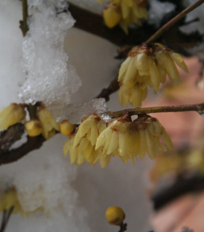 Bianco d''inverno