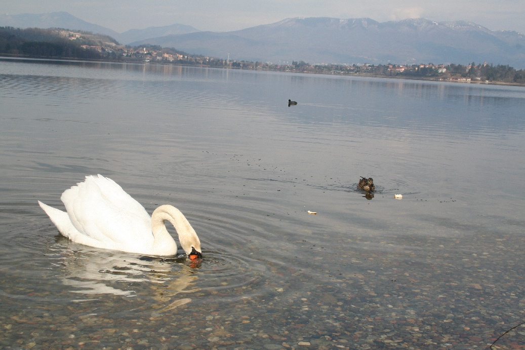 Laghi....della LOMBARDIA