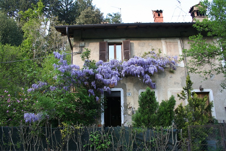 Il Glicine è una pianta o un albero ?