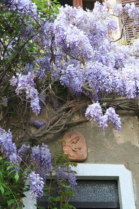 Il Glicine è una pianta o un albero ?