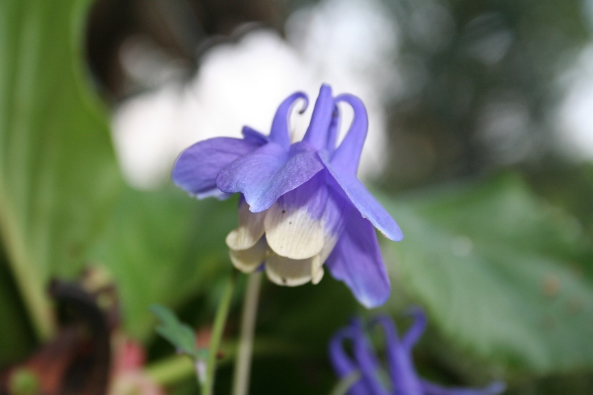 Aquilegia atrata / Aquilegia scura