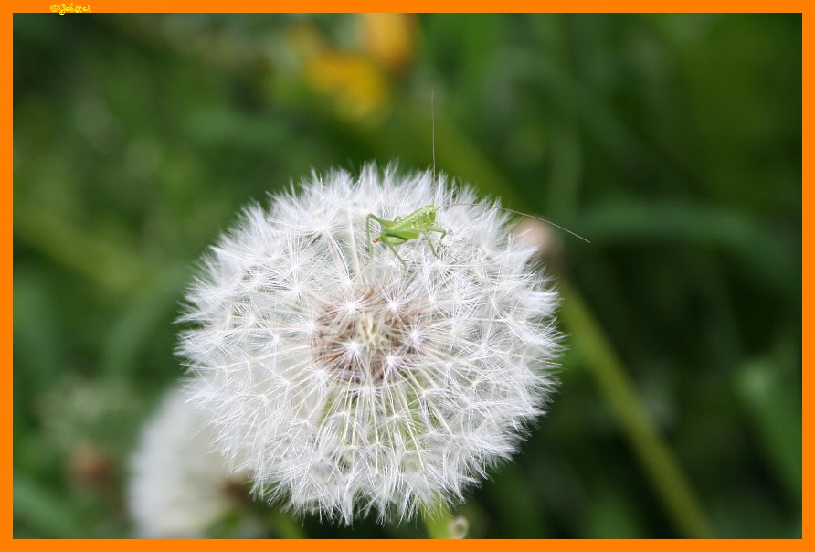 Taraxacum officinale con ospite