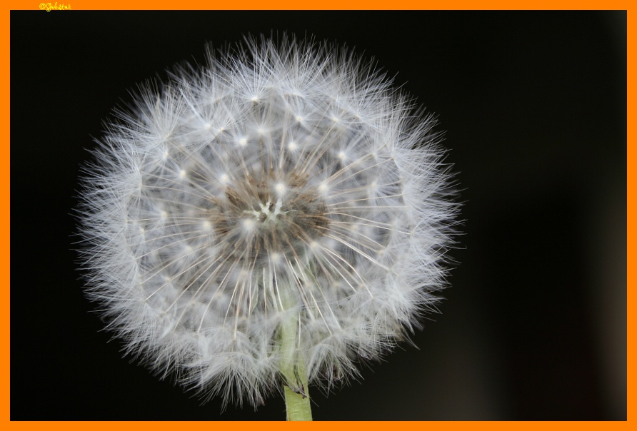Taraxacum officinale con ospite