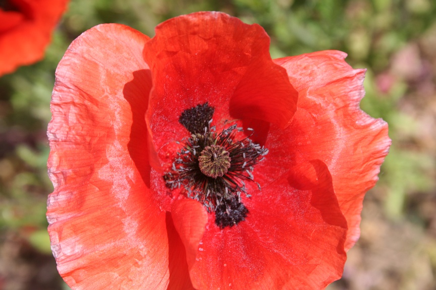 Dove sono finiti i papaveri? Papaver rhoeas