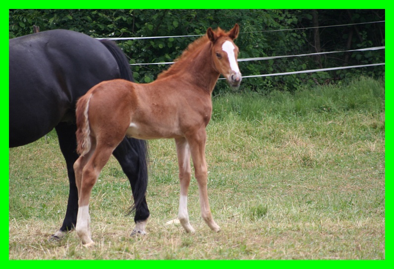 Dopo gatti e cani parliamo del Cavallo?