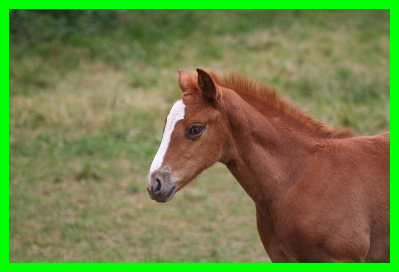 Dopo gatti e cani parliamo del Cavallo?