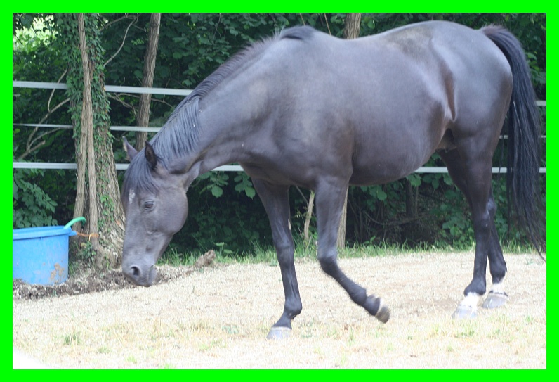 Dopo gatti e cani parliamo del Cavallo?