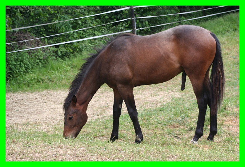 Dopo gatti e cani parliamo del Cavallo?