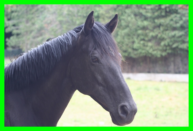 Dopo gatti e cani parliamo del Cavallo?