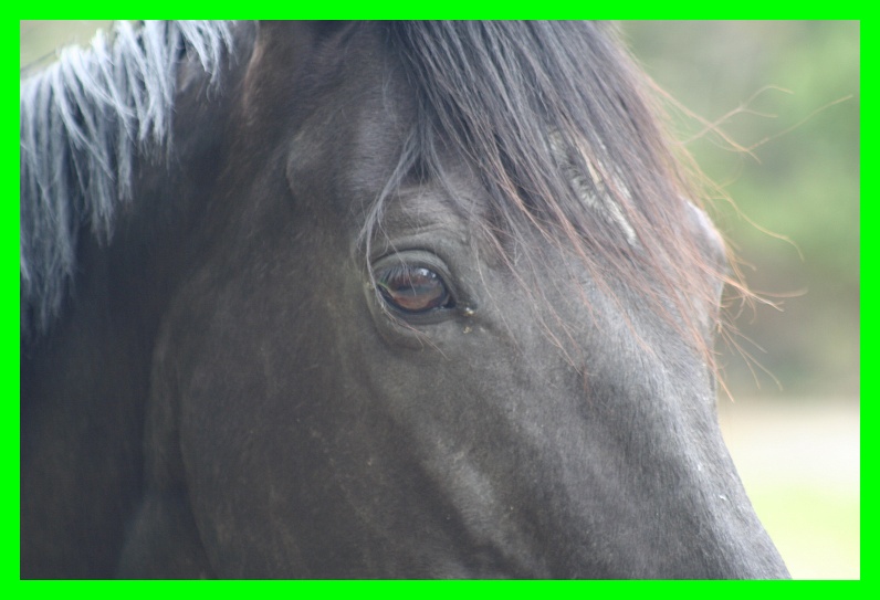 Dopo gatti e cani parliamo del Cavallo?