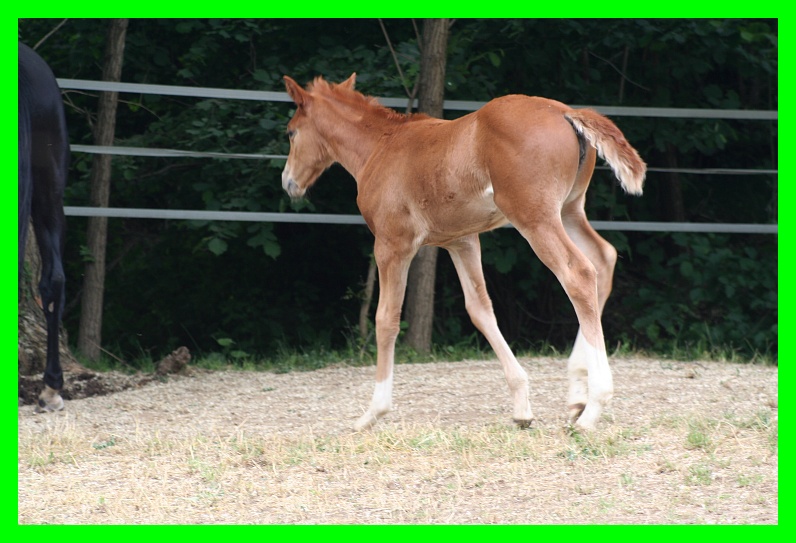 Dopo gatti e cani parliamo del Cavallo?