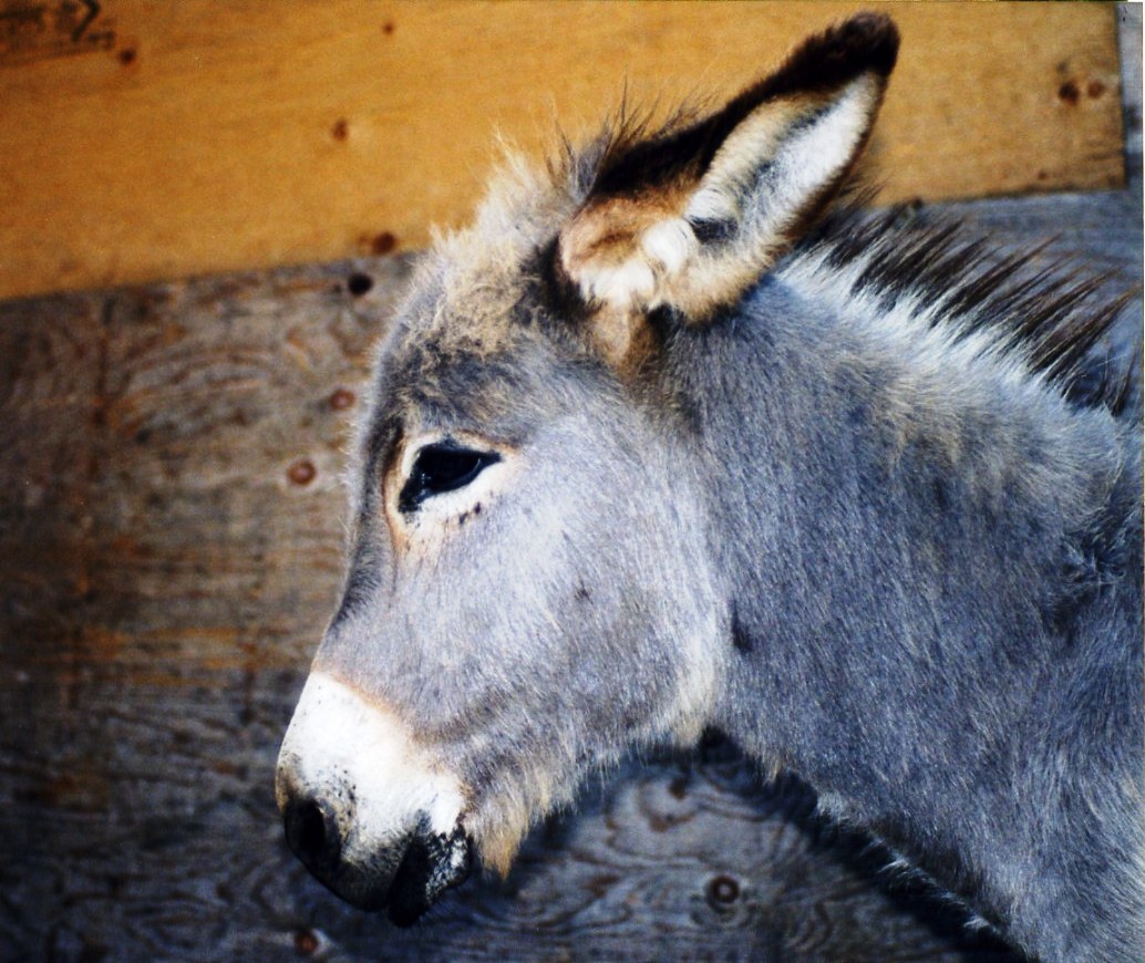 Il destriero della zingara