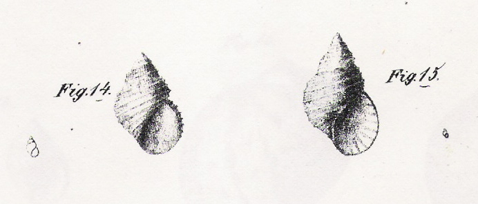 su A. cingulata