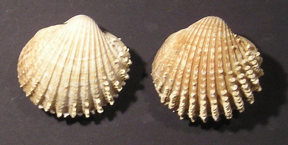 Acanthocardia spinosa