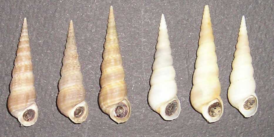 Famiglia Turritellidae