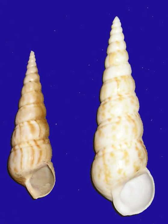 Famiglia Turritellidae