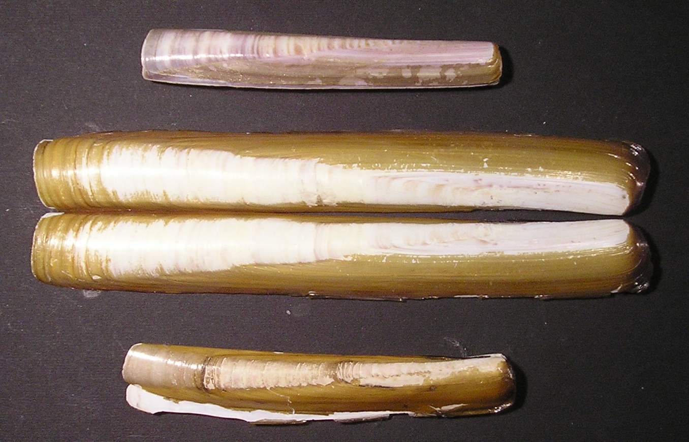 distribuzione di Ensis siliqua