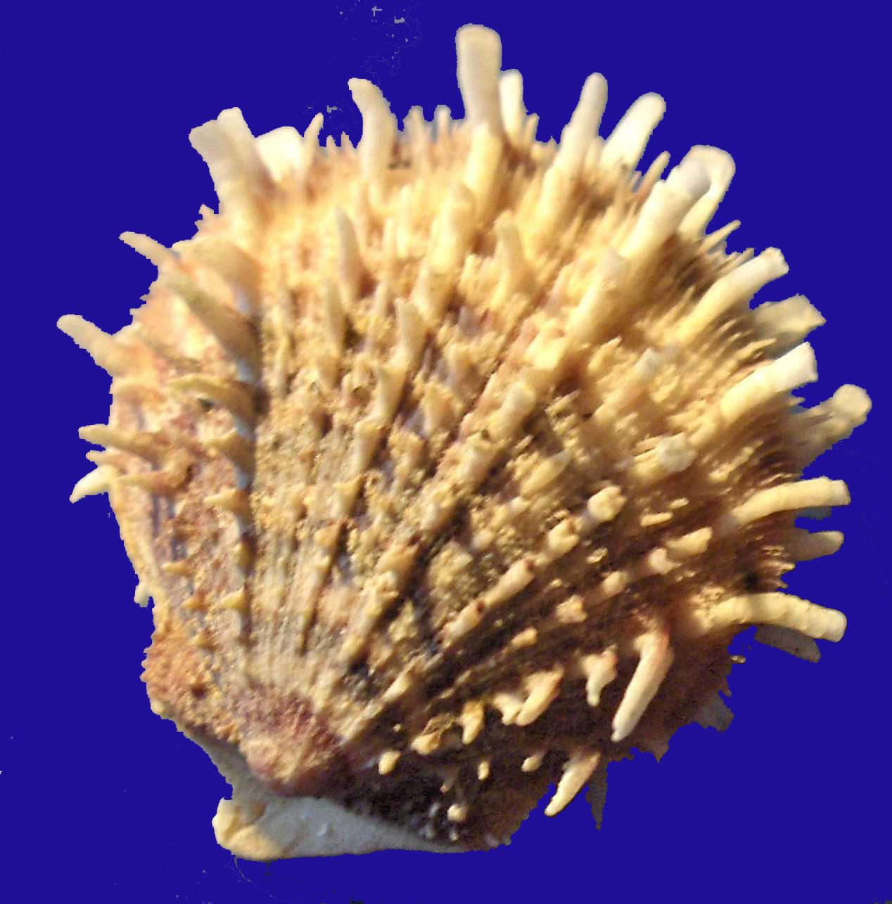 Spondylus spinosus