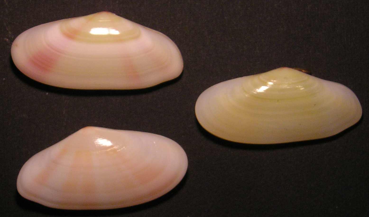 Famiglia Tellinidae