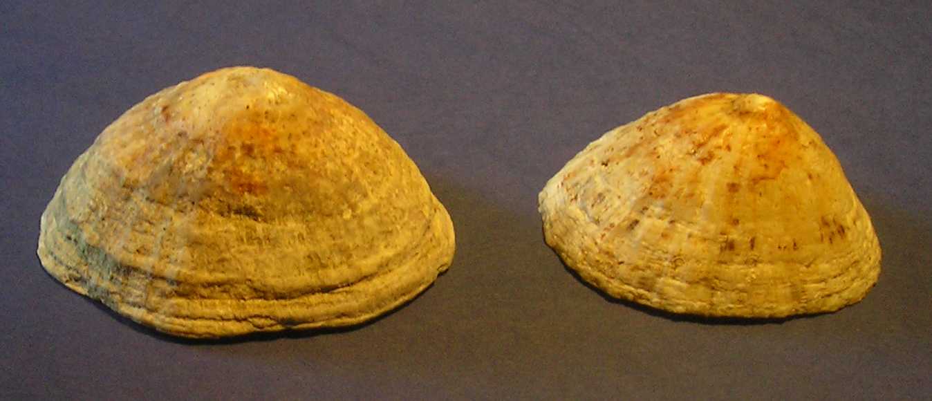 Patella ferruginea