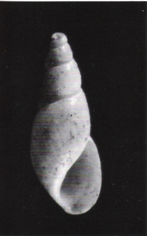 Ondina anceps