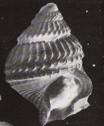 Coralliophila sp.