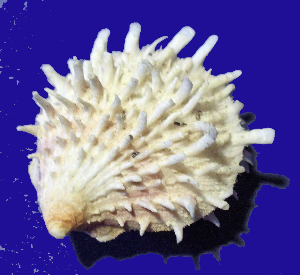 Spondylus spinosus