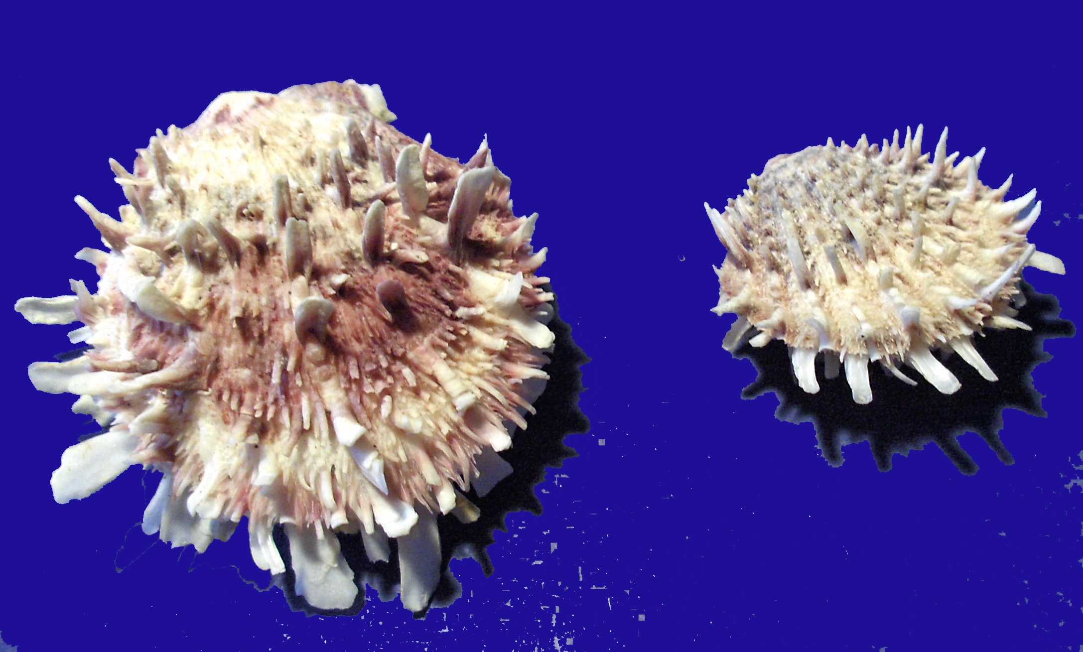 Spondylus spinosus