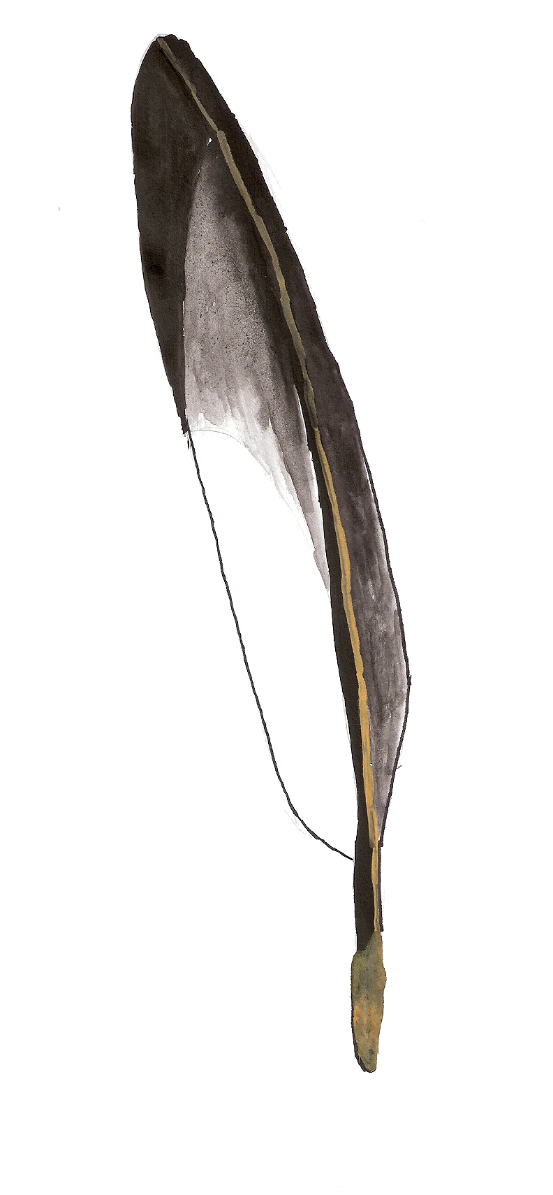 Disegno naturalistico 2Lezione