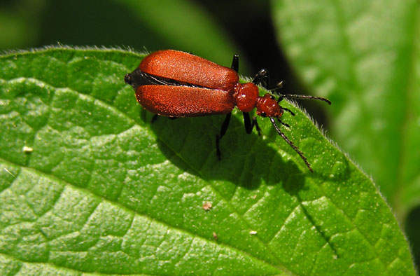 Pyrochroa serraticornis