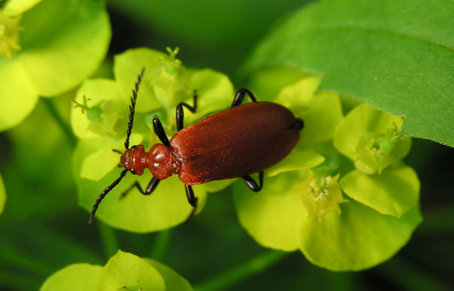 Pyrochroa serraticornis