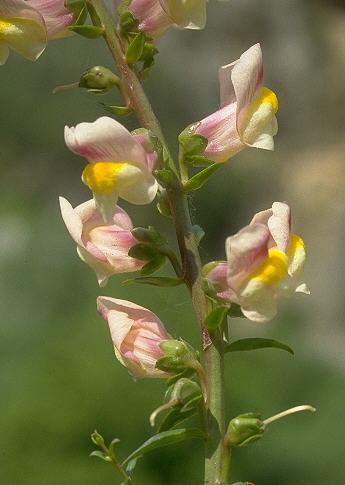 Linaria multicaulis / Linajola siciliana