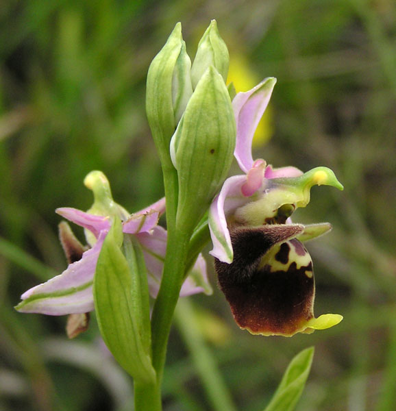 Ophrys apulica